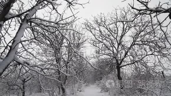 美丽的暴雪圣诞自然视频