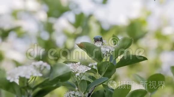 一只螂坐在一丛白花丛上视频