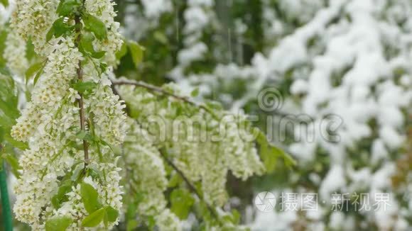 白色花序在降雪期间冻结视频