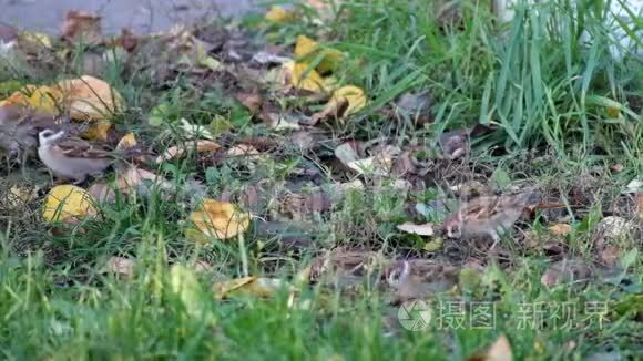 麻雀在草地上啄食种子视频
