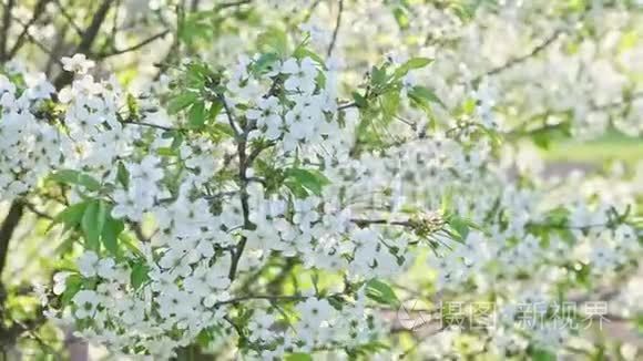 春日晚风摇白花树早午餐视频