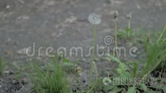 蒲公英花籽的特写视频