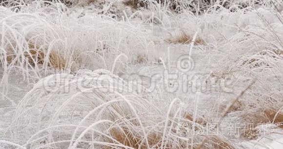 冰雪覆盖的植被和水视频