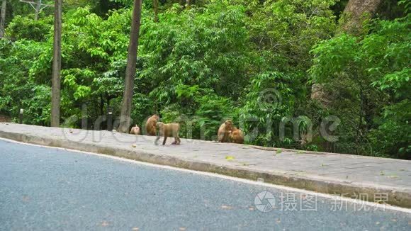 路边森林里的猴子视频