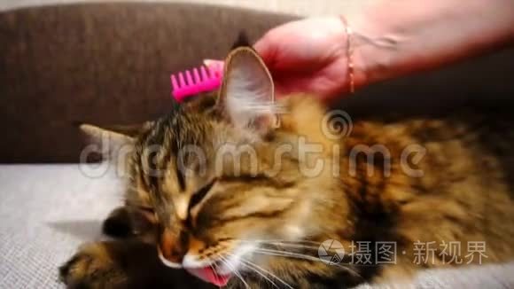 女人打瞌睡猫`皮毛。 灰猫躺在毯子上