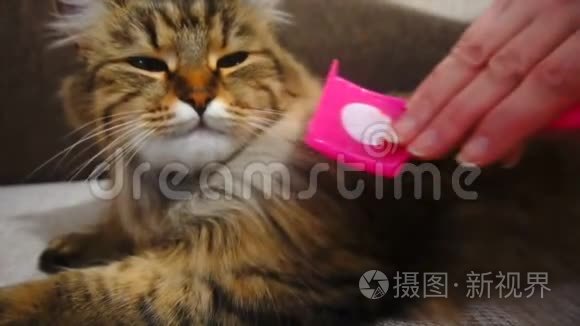 女人打瞌睡猫`皮毛。 灰猫躺在毯子上