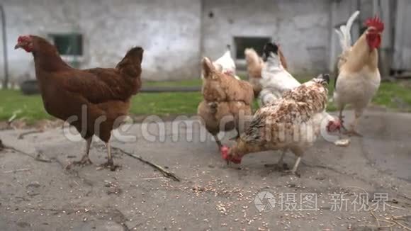 免费牧场钱肯：一只母鸡在一个小乡村农场里自由自在地奔跑。