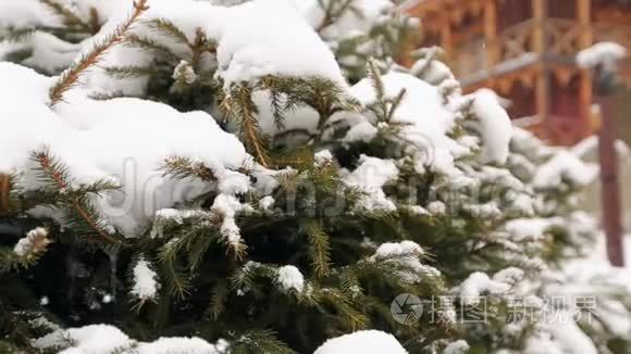 雪落杉树枝，背景木屋.. 山村滑雪场大雪. 寒冷