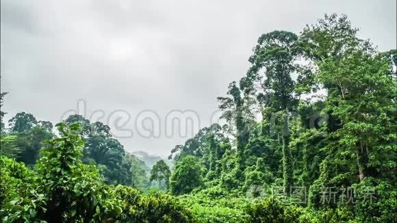 雾蒙蒙的雨林时代视频