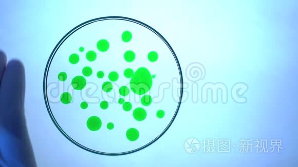 生物实验。 将绿色液体滴入培养皿中