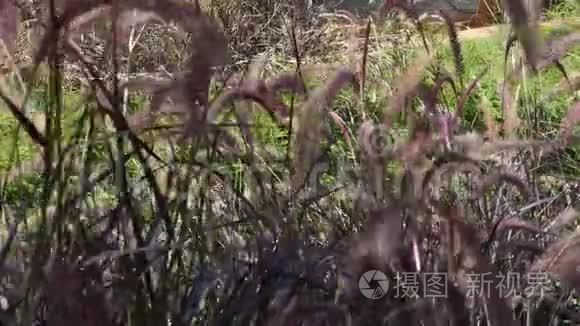 户外风吹草花运动