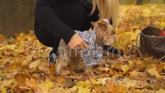 女孩把她的狗约克郡的猎犬饲养视频