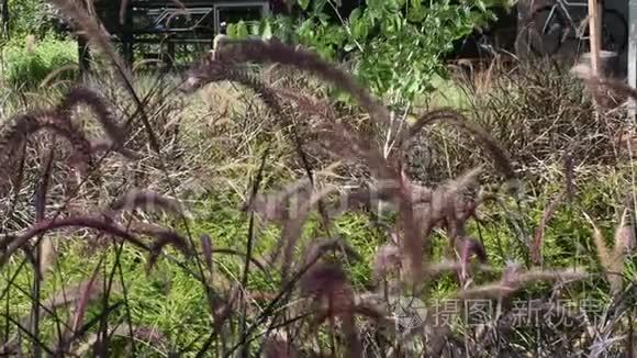 户外风吹草花运动