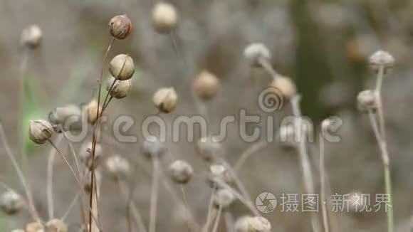 农业用熟麻籽或亚麻籽视频