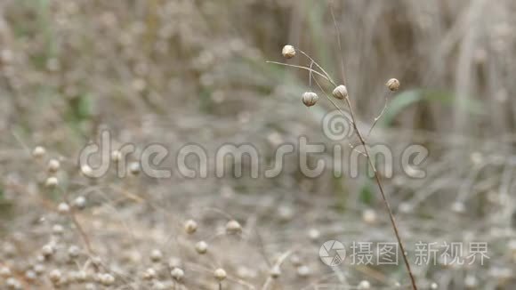 农业用熟麻籽或亚麻籽视频