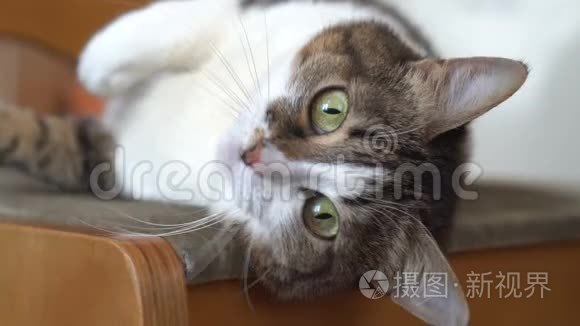 可爱的绿眼猫停在木椅上.. 家猫肖像画