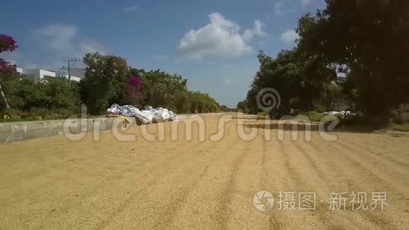 稻大量路风刮绿树视频