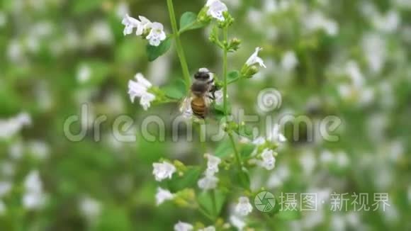 蜜蜂授粉与花朵特写视频