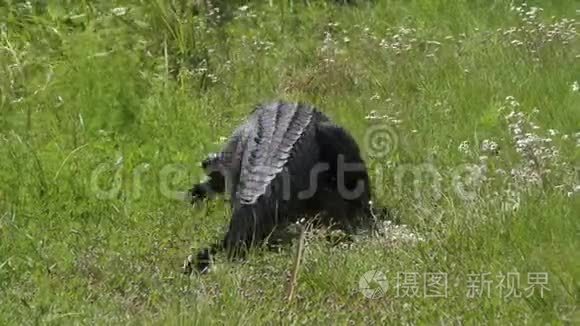 大伤鳄鱼行走.