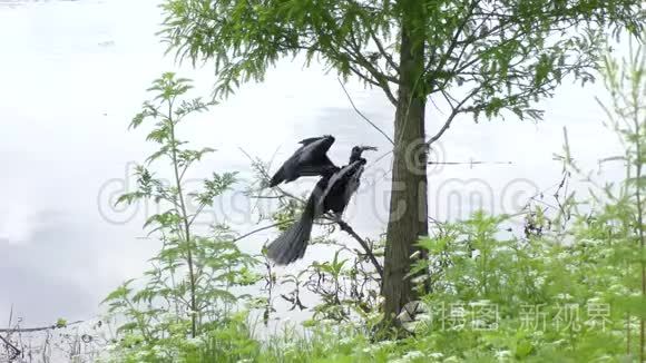 安欣加鸟在湖边钓鱼