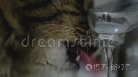 可爱的猫从水龙头里喝水