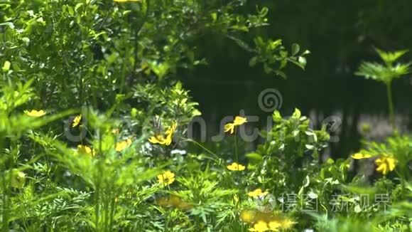 蝴蝶在开花的夏季花园中收集黄色花蜜。 蝴蝶给盛开的花朵授粉