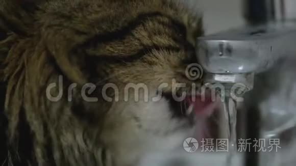 可爱的猫从水龙头里喝水