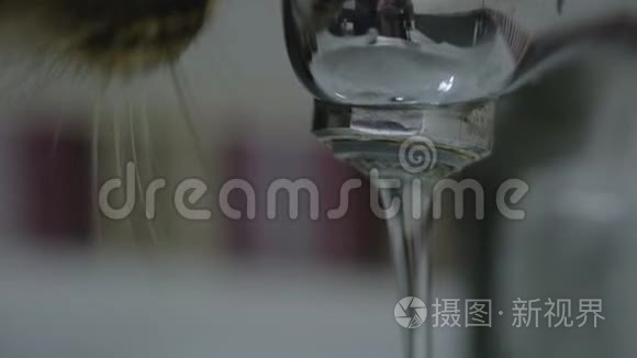 可爱的猫从水龙头里喝水