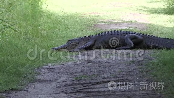 一条美国大鳄鱼犬