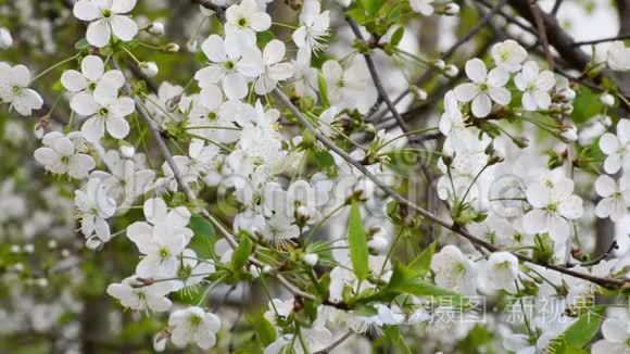 春暖花开的苹果园视频