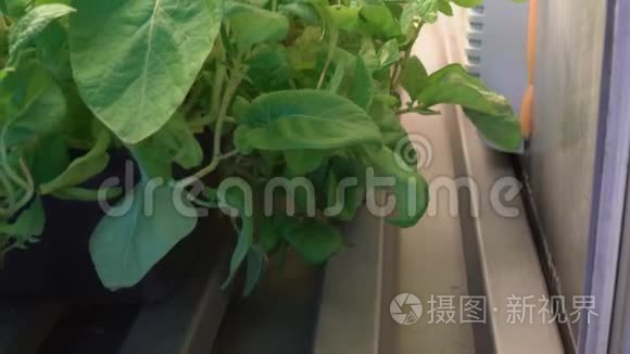 雄性手中有植物的试管视频