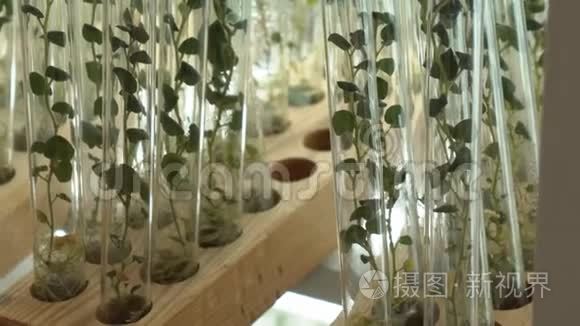 雄性手中有植物的试管视频