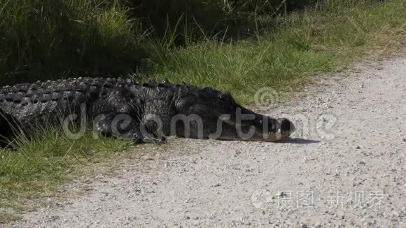 大鳄鱼栖息在路边