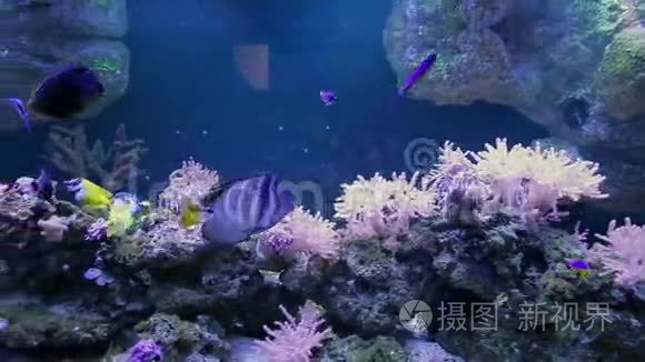 有鱼和珊瑚的水族馆视频