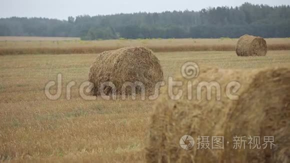 夏天田野里的黄色干草堆