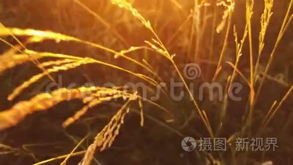 小草在夕阳的照耀下随风摇曳视频