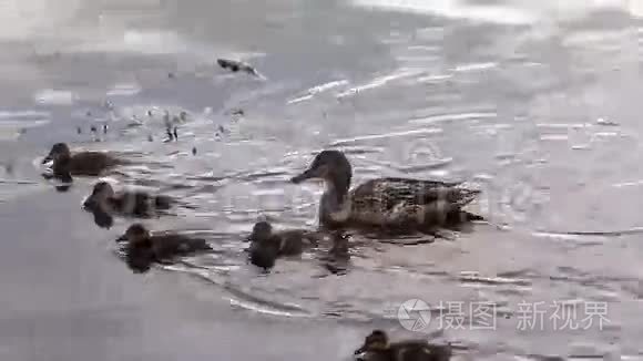 马拉德小鸭子