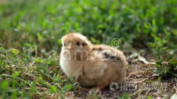 草地上的小鸡和鸡蛋