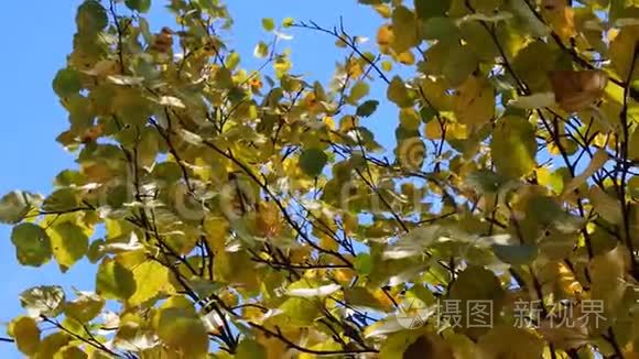 桦树的叶子都变黄了视频