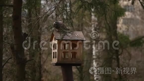 城市公园鸟类饲料视频