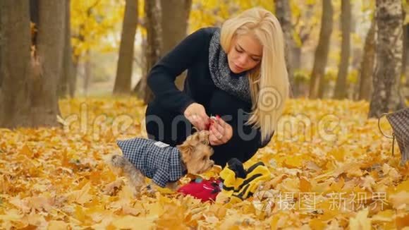 女孩把她的狗约克郡的猎犬饲养视频