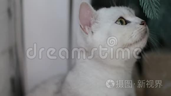 圣诞树下美丽的条纹灰猫视频