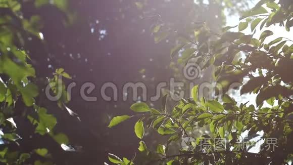 背景视频，绿色的树叶，沐浴在阳光的照射下。 太阳的光线穿过雾，波克