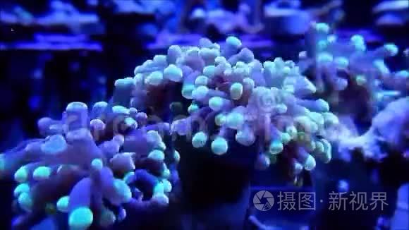 珊瑚开放时间流逝视频