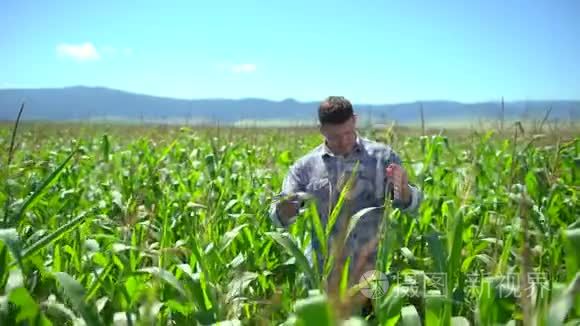 玉米地里的农夫。 男农对田间有机玉米植株进行质量检测