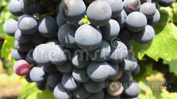 在葡萄园生长的一束葡萄中盛开的深色葡萄