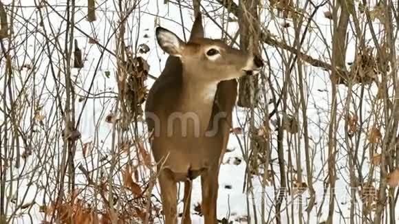 白尾鹿，维珍美洲鳕，食枝