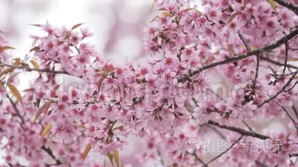 春天的粉红色花朵开得模糊的背景