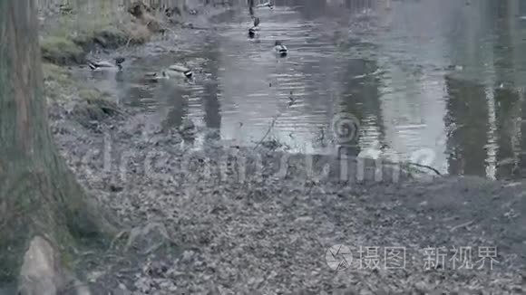 冻湖鸭视频