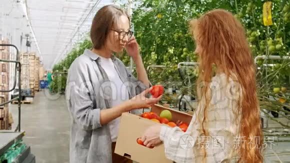 同事们在温室散步时把西红柿放在板条箱里